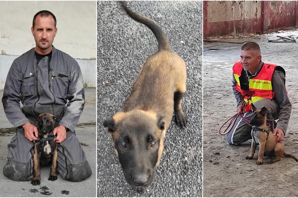 Spyke et Saïko sont deux Malinois de 9 semaines, qui ont intégré la brigade cynotechnique des pompiers de la Marne début juillet 2021.