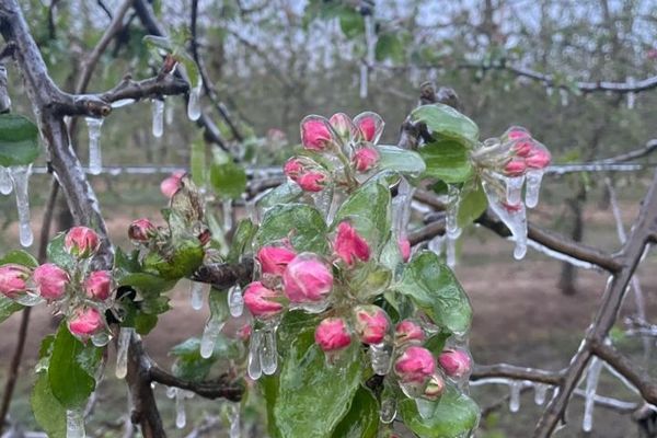 Dans le verger de la Cueillette de Férin, les vergers ont été touchés par le gel