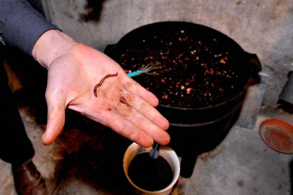 Le lombricompostage - une méthode de réduction des déchets par les vers dans un lombricomposteur, testée par plusieurs communes en France depuis 2024.