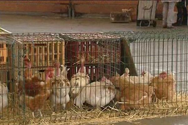 Volailles en vente sur le marché de Bourg-en-Bresse