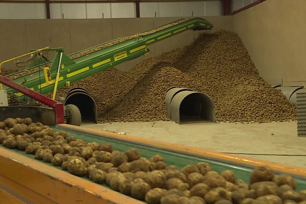 La récolte 2024 de pommes de terre dans les Hauts-de-France est un bon cru, selon les producteurs.