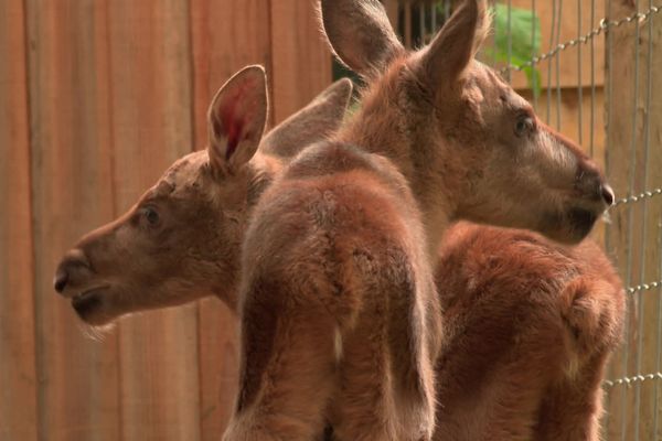 Les jumeaux élans sont nés le 19 mai