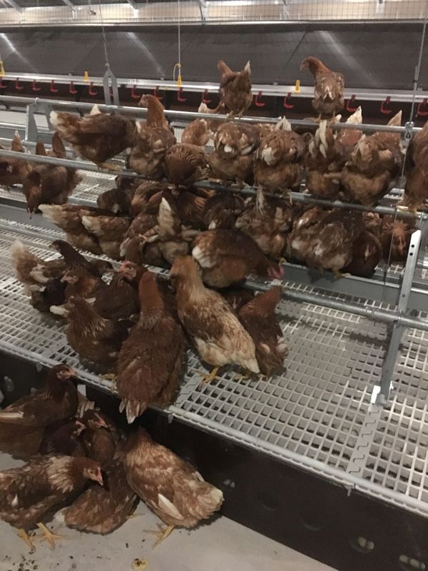 Ubexy : le poulailler géant accueille ses 24.000 poules