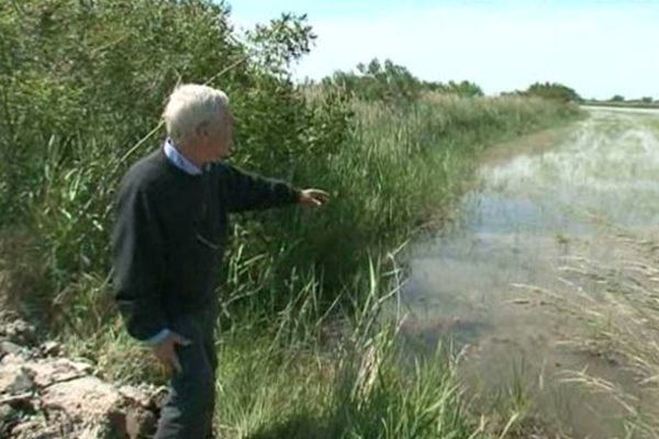 En Camargue, une rizière envahie par les mauvaises herbes