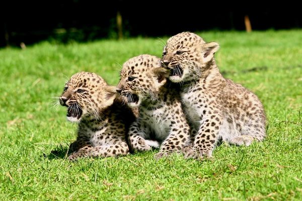 Les trois bébés panthères de Perse ont vu le jour le 22 mai 2016 au zoo de Champrépus (Calvados).