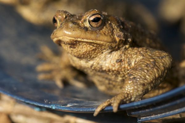 Les crapauds sont "guidés" via une bâche vers des seaux, les bénévoles leur font ensuite traverser la route chaque matin pendant un mois au début du printemps.