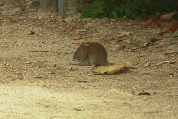 Un rat dans un parc de Rouen (Seine-Maritime).