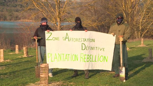 Plantation rebellion plant trees