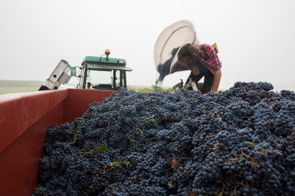 Les vendanges du Cabernet Franc, dont l'AOC tire ses vins rouges, viennent juste de se terminer, dans la plupart des domaines