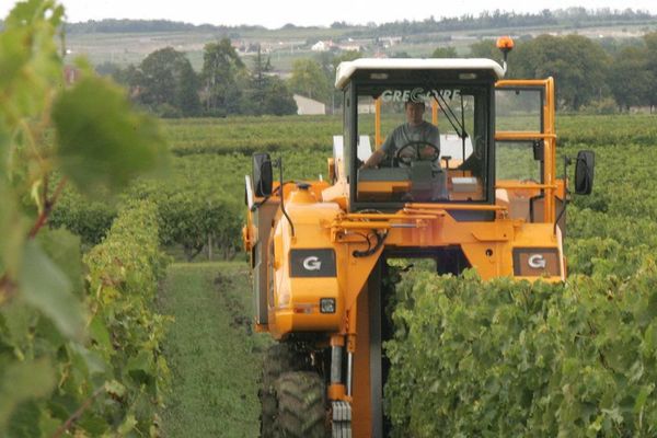  Vendanges dans les vignobles du Cognaçais.