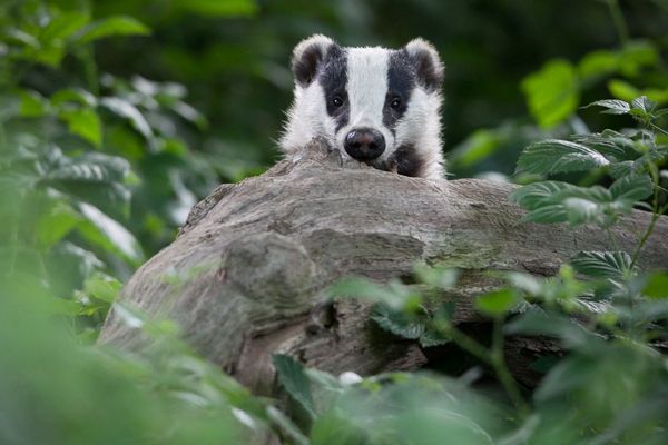 Le blaireau ressemble à un petit ursidé, d'où son sunom d'ours des campagnes