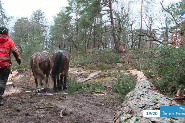 Un agent de l'ONF et ses chevaux dans la forêt de Fontainebleau