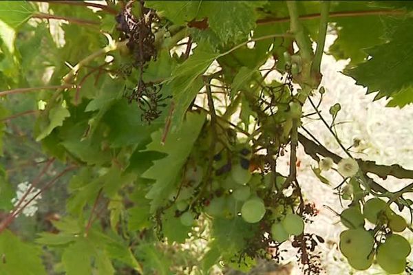 Le mildiou a détruit ces trois grappes de raisin, ce champignon n'a laissé vivre que quelques grains.