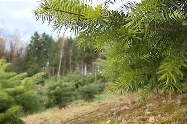 Sapin de Noël des Vosges