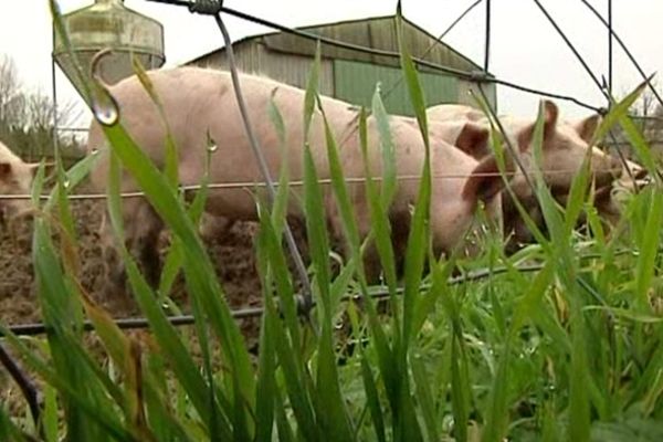 Du bon cochon élevé en plein air