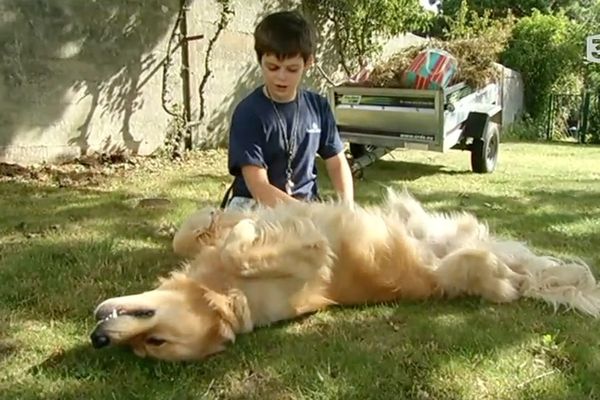 Diamant est un chien d'éveil qui accompagne Alexis, un jeune autiste.