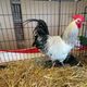 Plumage blanc, hermine noire et pattes grises... la poule de Contres avait disparu de la région Centre-Val de Loire.