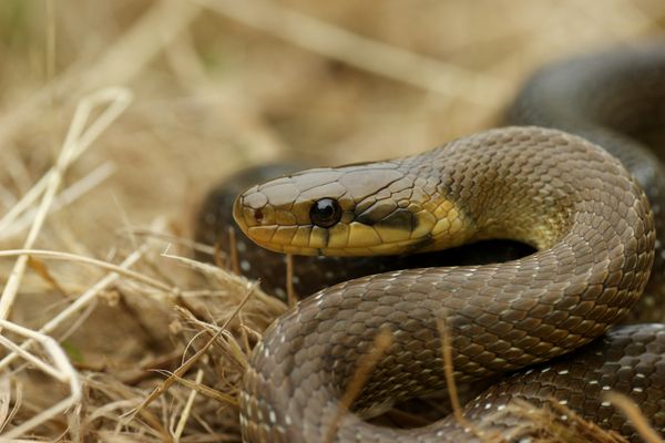 Sept espèces de serpents sur les neuf recensées en Nouvelle-Aquitaine risquent de disparaître dont la couleuvre d'Esculape.