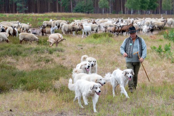 Les chiens patous sont éduqués pour éloigner les loups et protéger les troupeaux - mai 2022