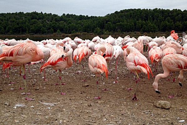 Flamants Roses à la réserve de Sigean dans l'Aude