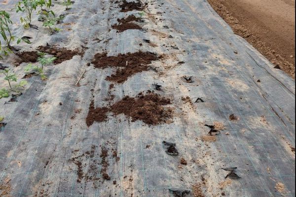 Environ 600 plants de tomates ont été volées dans la serre de Denis Digel.