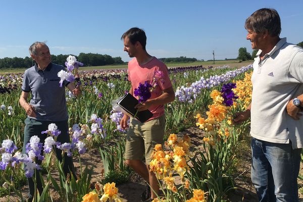 Michel, Nicolas et Pascal Bourdillon dans leur champ d'iris à Soings-en-Sologne