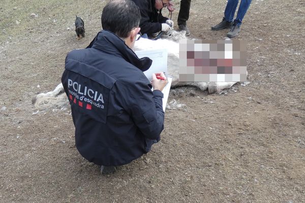 Trois chevaux ont été retrouvés morts dans un centre équestre du nord de la Catalogne, dont deux tués par balle.