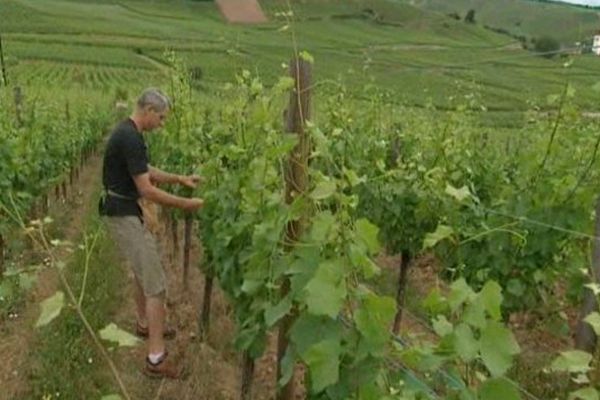 Une floraison rapide et homogène