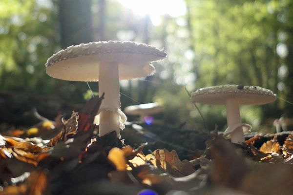 Deux personnes se sont perdues dans la Sarthe au cours de sorties mycologiques ce samedi.