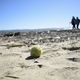 Une session de ramassage de déchets plastiques sur une plage