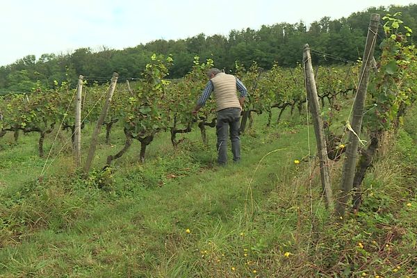 Les vignobles bourguignons ont souffert cette année.