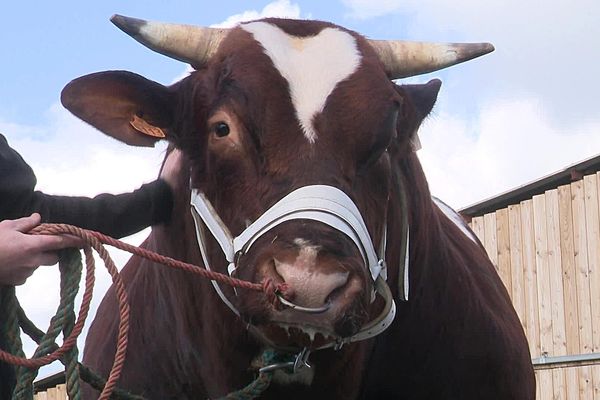 Prince, le taureau Rouge des Prés venu de Sarthe