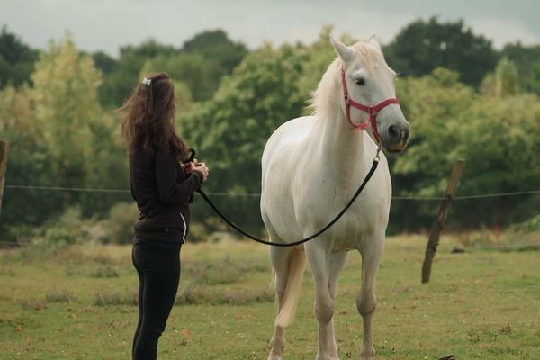 Le contact avec le cheval, une médiation bénéfique pour la réinsertion des détenus.