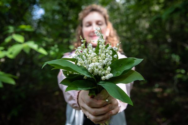 Certains préfèrent aller en forêt pour cueillir ces délicates clochettes blanches.