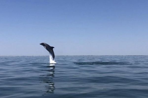 Des Grands Dauphins Dans La Baie De La Rochelle Il Y En Avait Tout Autour De Nous