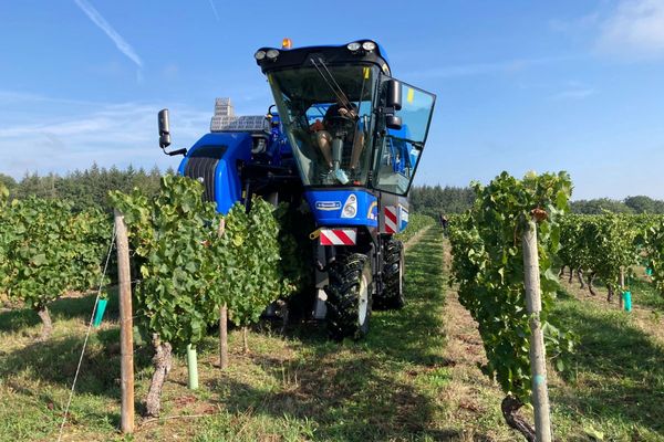 Dans le vignoble de Saint-Pourçain, dans l'Allier, les vendanges sont de plus en plus précoces.