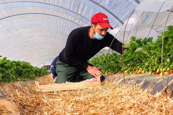 Ramasser les fraises en Lot-et-Garonne : un travail difficile qui demande beaucoup de minutie.