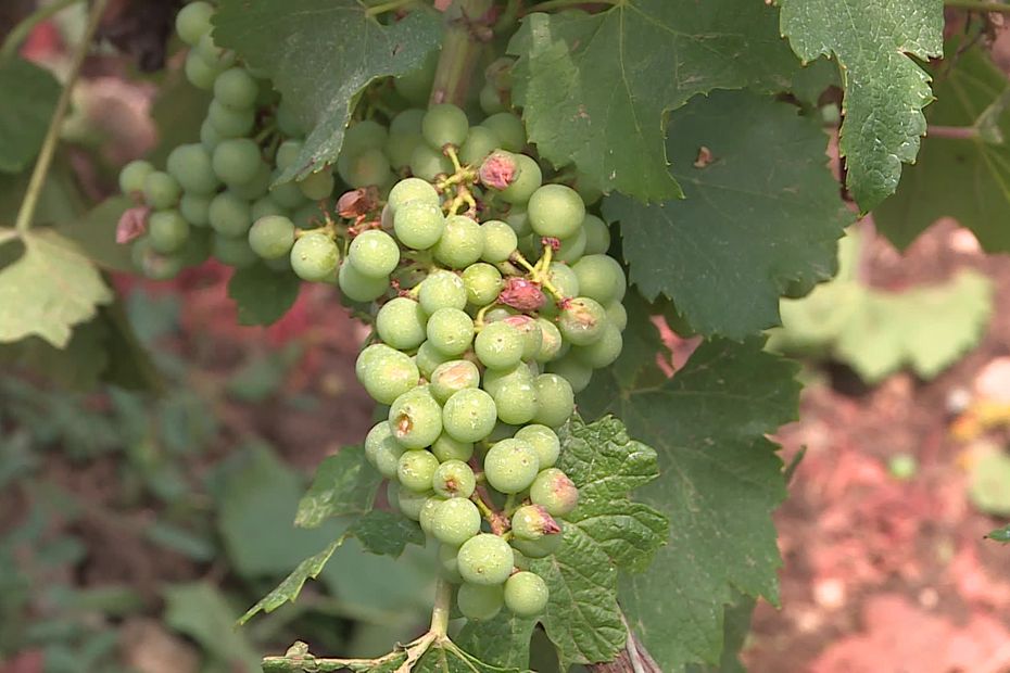 Violent Thunderstorms Damage Burgundy Vineyards: Impacts on Meursault and Saint-Aubin