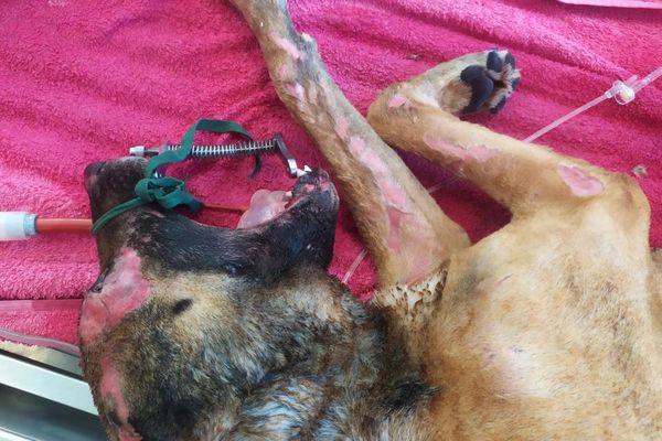 Une chienne croisée berger a été retrouvée brûlée sur tout le corps dans les environs de Montpellier