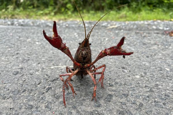 Une écrevisse de Louisiane sur une route, à Pontchâteau.