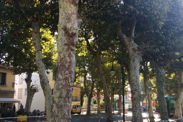 Les platanes de la place de la mairie à Châtelaillon-Plage ne seront pas abattus après le jugement du tribunal administratif de Poitiers.