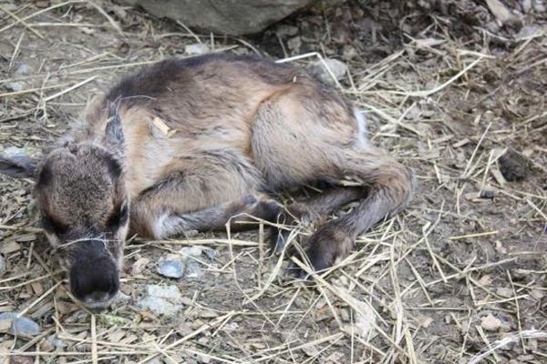 « Etoile » est née ce matin, jeudi 23 mai 2013 et se porte très bien, tout comme sa maman