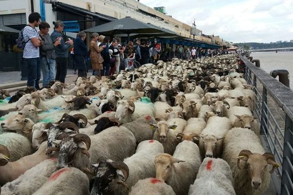 1000 brebis ont traversé Bordeaux ce samedi 6 octobre.