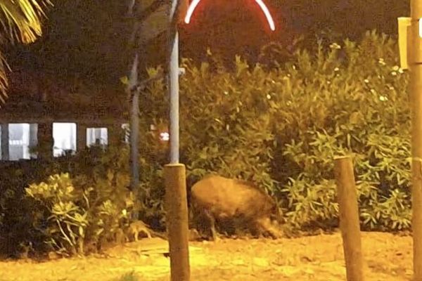 Une famille de sangliers a été aperçue longeant le bord de mer à Gruissan dans l'Aude.