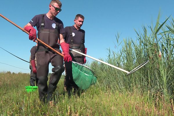 Tous les six mois pendant trois ans, brochets, lottes et lamproies de ce marais de l'Aisne vont être équipés de marqueurs pour mieux les connaître et les préserver.