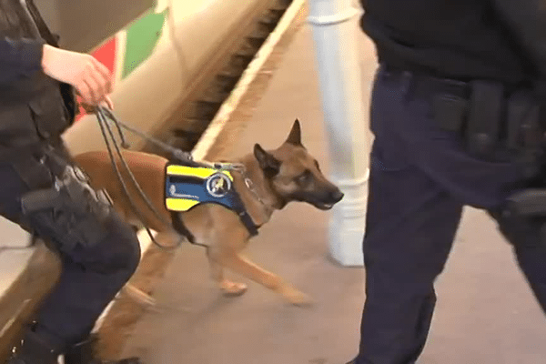 Des gendarmes et un chien de la brigade cynophile en guise de comité d'accueil pour les voyageurs de deux trains sur le quai de la gare de Saint-Léonard-de-Noblat 