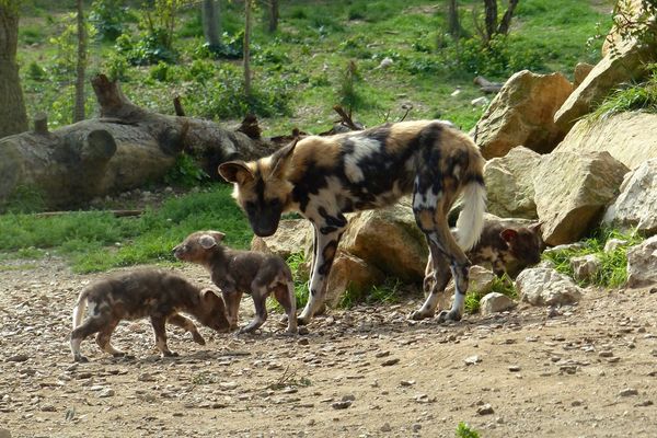 4 lycaons sont nés à la Réserve Africaine le 13 février dernier