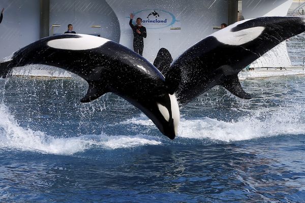 Le parc Marineland, à Antibes, gravement touché par les inondations du 3 octobre, rouvrira au public lundi 21 mars. 