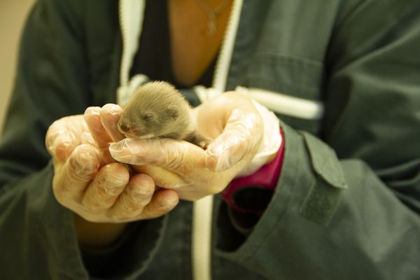 L'un des 9 bébés visons nés au printemps 2021 à Zoodyssée