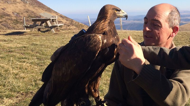 Un Aigle Royal Dans Le Ciel D Auvergne